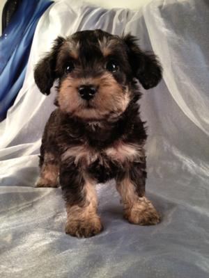 Female Snorkie Puppy for sale #2 Born May 21st, 2013|Iowa Breeder with Puppies ready soon. Easy to find for buyers coming from Minnesota,Iowa,Illinois and Wisconsin